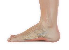 Foot & Ankle Deformity Correction